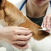 TAEING Pet Microchips, 134.2 kHz Microchip for Pets, Microchip Kit