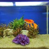 Besimple Aquarium Coral Ornaments Decor Fish Tank Plants Decoration for
