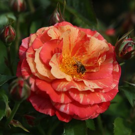 Heirloom Roses Floribunda Rose Plant - Frida Kahlo™ Rose Bush, Floribunda Live Red and Gold Plant for Planting Outdoors