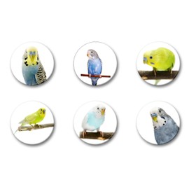 Merchandise for Fans Budgies Budgies Yellow / Blue / Green / White Fridge Magnets [06] for Memo Board Notice Board Magnetic Whiteboard