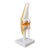 EVOTECH SCIENTIFIC Human Functional Knee Joint Model with Ligament Life