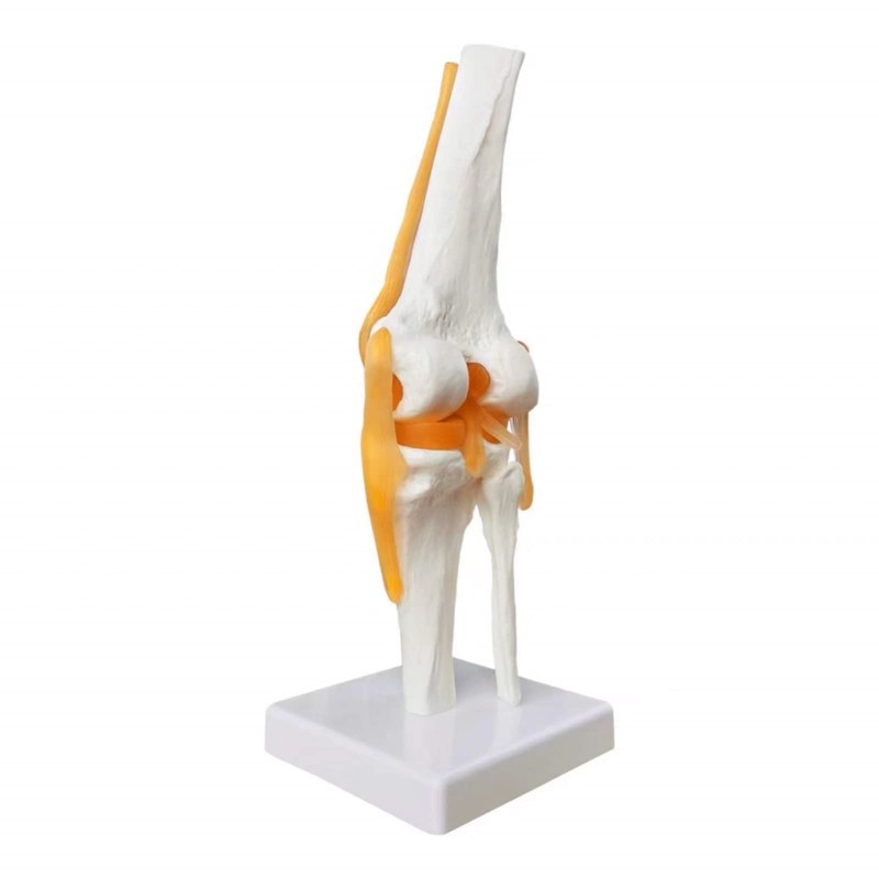 EVOTECH SCIENTIFIC Human Functional Knee Joint Model with Ligament Life