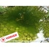 Algenkiller Protect®, algae killer for garden and swimming ponds