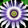 Passionflower Seed Pack 50pcs - Climbing Heirloom Perennial Non-GMO Outdoor