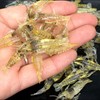 tomtask Shrimp Worm Soft Lures Fishing Lures Fishing Bait Soft