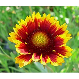1000 Indian Blanket Flower Seeds for Planting 2 Grams of Seeds Gaillardia Pulchella USA Harvested pollinator bee Butterfly