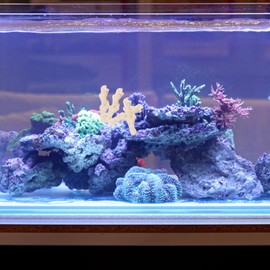 BESPORTBLE Crushed Coral: Ph Adjustment, Substrate Provision for Freshwater Aquarium - 500g Sturdy Coral Outdoor Indoor Home Fish Tank Maintaining Water for Aquarium Enthusiasts