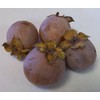 10 Persimmon Tree - Diospyros virginiana Seeds (Organically Grown)