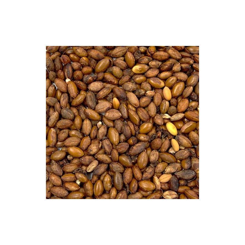 Palm Beach Medicinal Herbs - Miracle Fruit (Synsepalum dulcificum) -