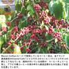Mecon Coffee Thai Coffee ( Mekong Coffee: Udon Thani Robusta)