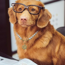 Madison Tyler Pearl Necklace for Dogs | Durable Cute Fashion Pet Collar with Dog Paw Charm for Small Large Dog Adjustable | Pearl Beaded Bold Puppy Jewelry Accessories 16 Inches