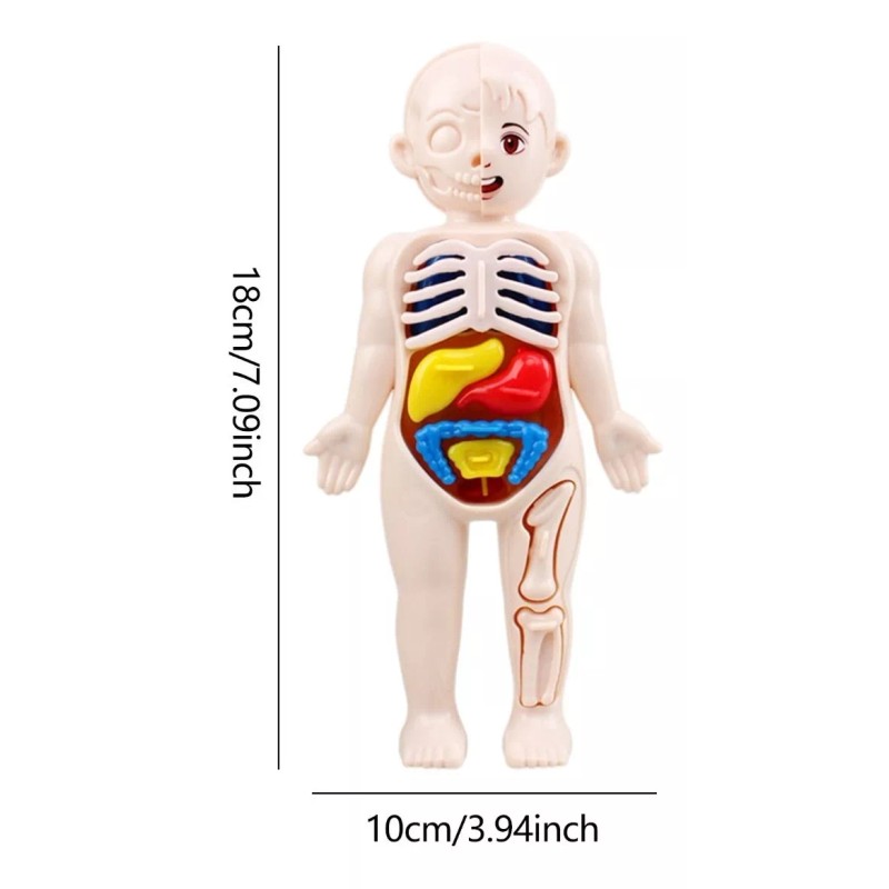 Deluxe Rompecabezas 3d Cuerpo Humano Juguete Didáctico Educativo