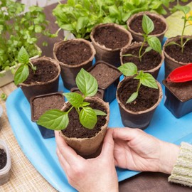 M METERXITY 3 Pack Air Plant Holders - Metal Planter Stand Air Plants Flower Pot Rack Apply to Home Weddings Decor(Gold, 2" x 2.1")