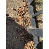 Unbranded Real Acorns