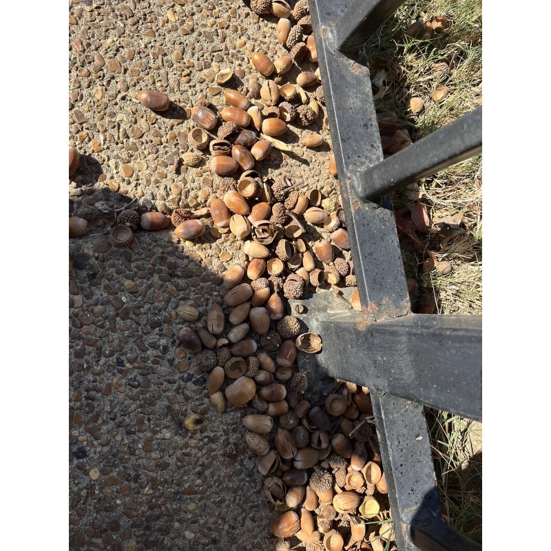 Unbranded Real Acorns