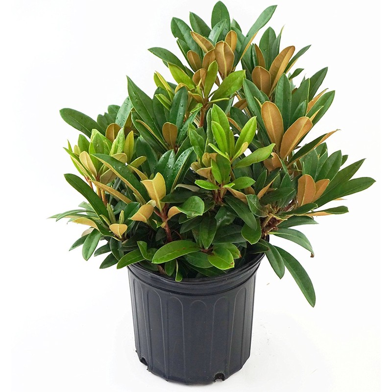 Rhododendron 'Mardi Gras' (Rhododendron) Evergreen, pale pink flowers, #2 -