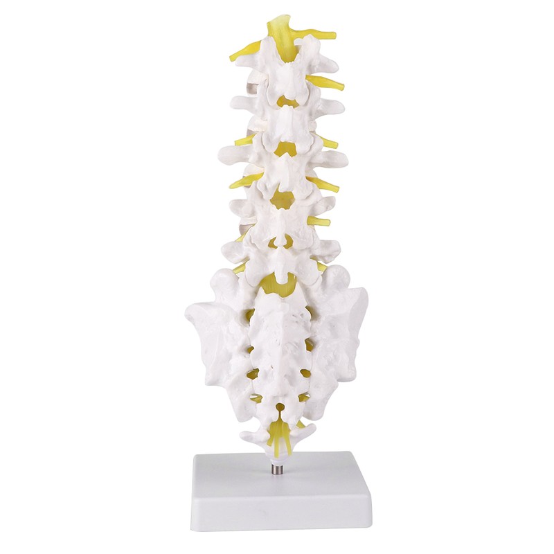 Lumbar Vertebral Spine Model Human Lumbar Educational Teaching Model Tool