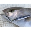 Little Jack METAL ADICT-05 40g #01 Pole SANMA 98mm