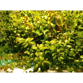 Bacopa Monnieri Moneywort Freshwater Live Aquarium Plants 3 beautiful bunches