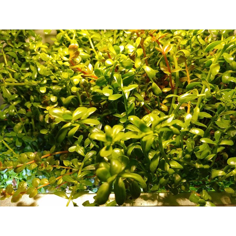 Bacopa Monnieri Moneywort Freshwater Live Aquarium Plants 3 beautiful bunches