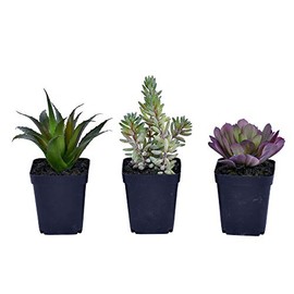 Vickerman Everyday 7" Indoor Assorted Set of Three Succulents - Black Plastic Pot - Decorative Lifelike Succulents of Durable Polyester Greenery for Home Or Office - Maintenance Free