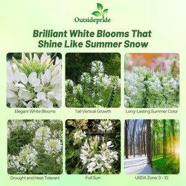 Outsidepride White Cleome Seeds - 1000 Pcs Annual Flower Seeds with Large, Airy, Spidery Blooms, Drought Tolerant Spider Plant for Xeriscaping, Flower Bed, Border, Pollinator, & Cut Flower Garden