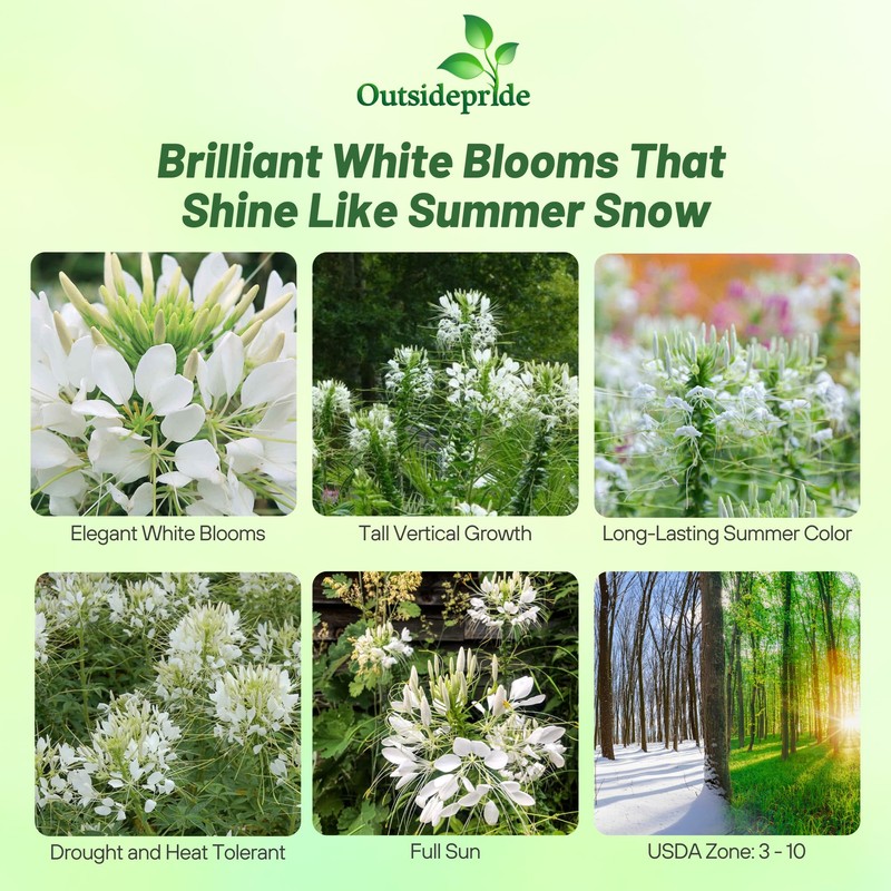 Outsidepride White Cleome Seeds - 1000 Pcs Annual Flower Seeds