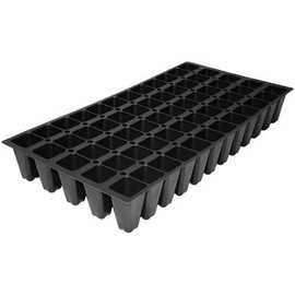 Loropetalum Daruma Compact Ruby I 30 Live Plants I Chinese Fringe Flower I Vibrant Red Foliage and Pink Flowers, Low-Maintenance, Compact Shrub for Borders and Containers