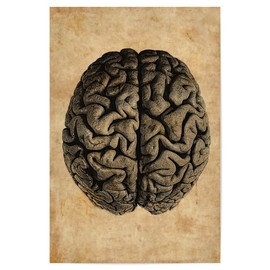 artboxONE Poster 30 x 20 cm Anatomy Human Anatomy of the Brain Picture Anatomy of the Brain