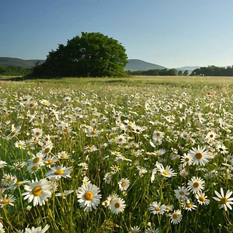 Bando Tea Apple & Chamomile Tea 30 Tea Bag Included