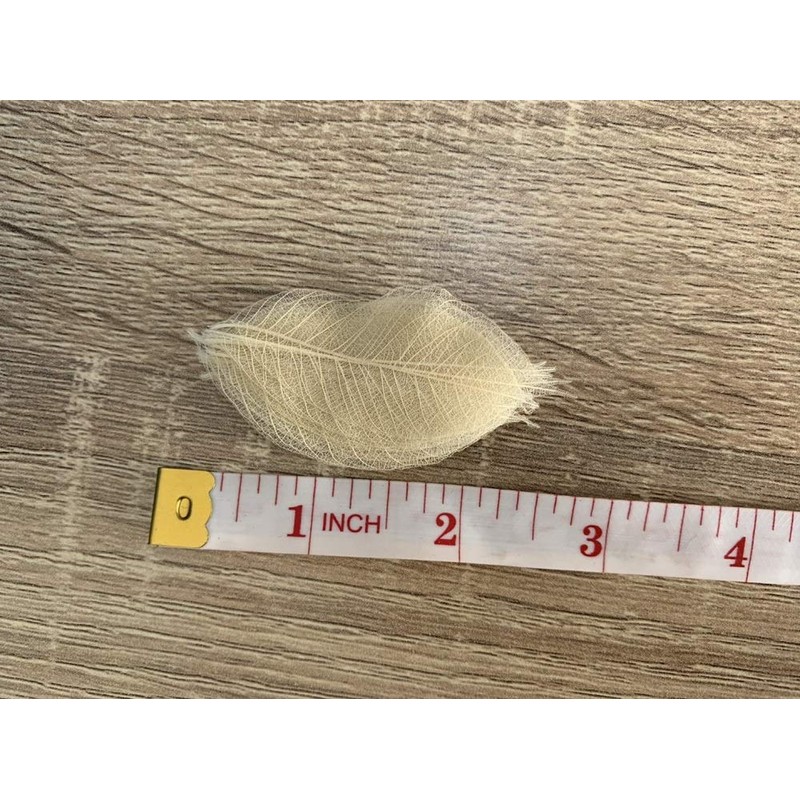 200 Pcs Small Skeleton Leaves Rubber Tree Natural Scrapbooking Craft