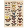 Cavallini Decorative Paper - Natural History Butterflies 20"x28" Sheet