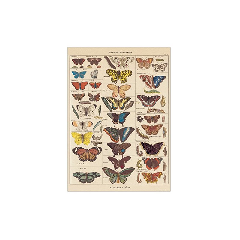Cavallini Decorative Paper - Natural History Butterflies 20"x28" Sheet