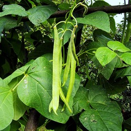 TomorrowSeeds - White Half Runner Bean (Pole) Seeds - 50+ Count - for 2025 Planting Early Mountaineer Pole Beans Sweet Old Dutch Vining Green Beans High-Yielding Fresh Vegetable Grow Your Own Home