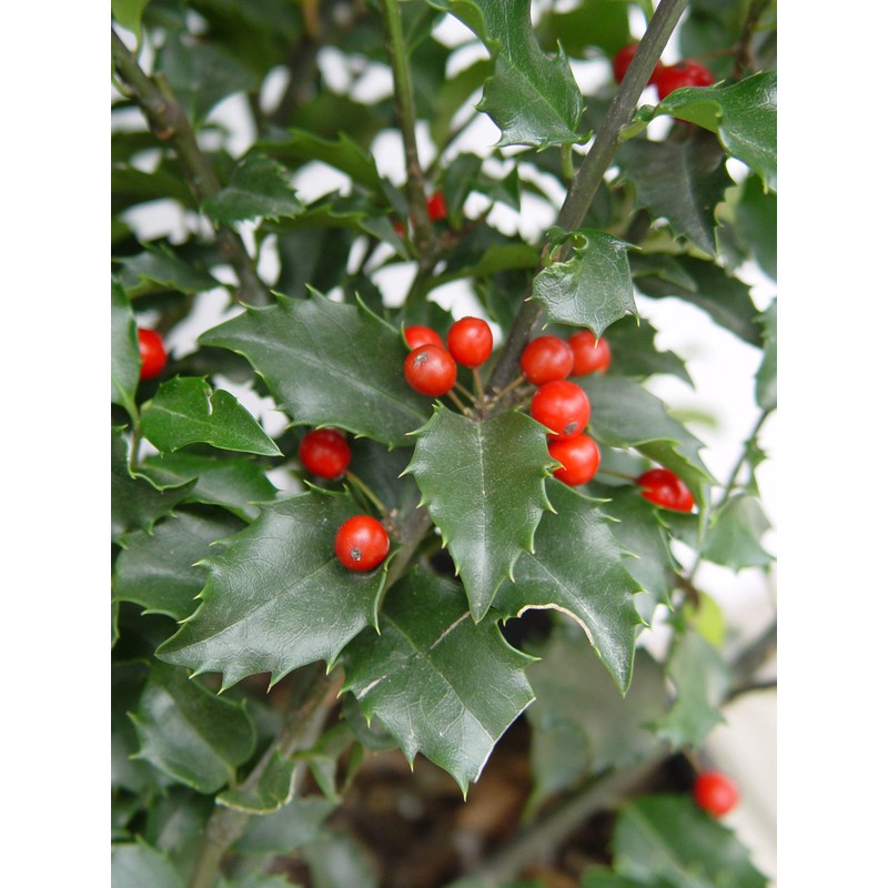 Ilex X meserveae 'Blue Princess' (Blue Holly) Evergreen, #3 -