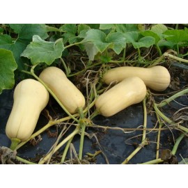 Southeast Seeds Waltham Butternut Winter Squash Seeds, NON-GMO, Variety Sizes Sold, FREE SHIP - 1200 Seeds or 1/4 LB