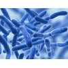 Digestive Enzymes Prebiotic & Probiotics Gas, Constipation & Bloating Relief