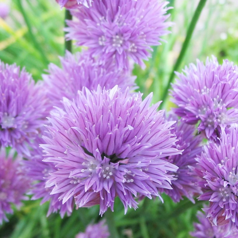 Chives Seeds Allium Schoenoprasum Herbaceous Perennial Culinary Attracts Pollinators Rich