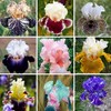 35pcs Rare Heirloom Iris Seeds - Beautiful and Colorful Blooms