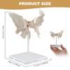 Benilev Human Sphenoid Anatomical Model, Life Size, Presenting Complete Cracks,