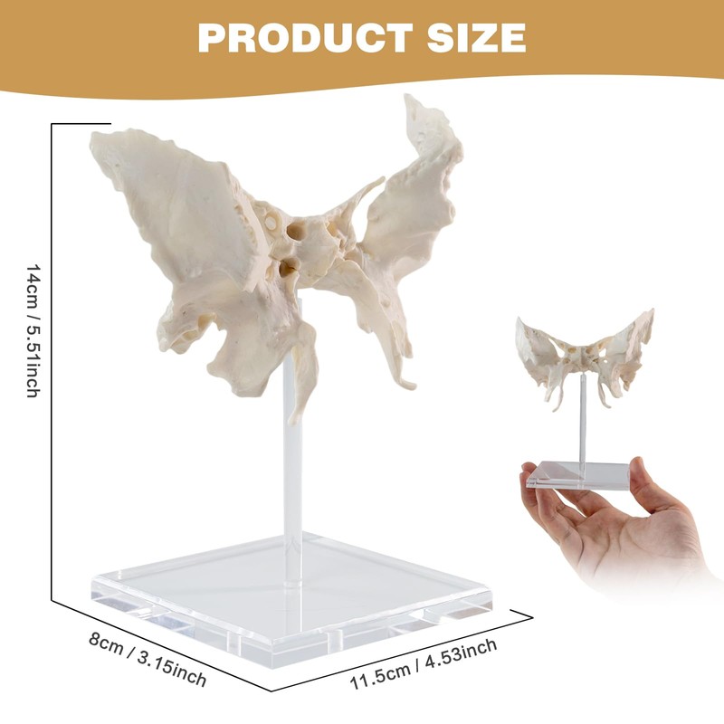 Benilev Human Sphenoid Anatomical Model, Life Size, Presenting Complete Cracks,