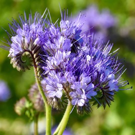 5000+ Lacy Phacelia Seeds for Planting Annual, Drought-Tolerant Wildflower Seeds Non GMO & Heirloom Attracts Bees & Butterflies