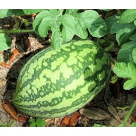 Instant Latch 25 Florida Giant Watermelon Seeds | Non-GMO | Heirloom | Fresh Garden Seeds