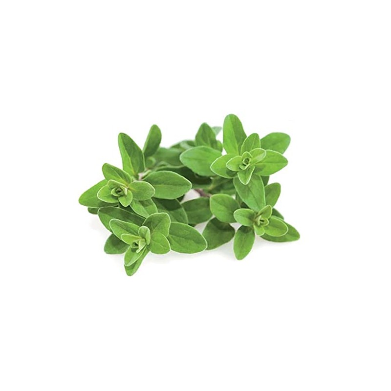 Marjoram Leaf - Origanum majorana Loose Leaf c/s 100% from