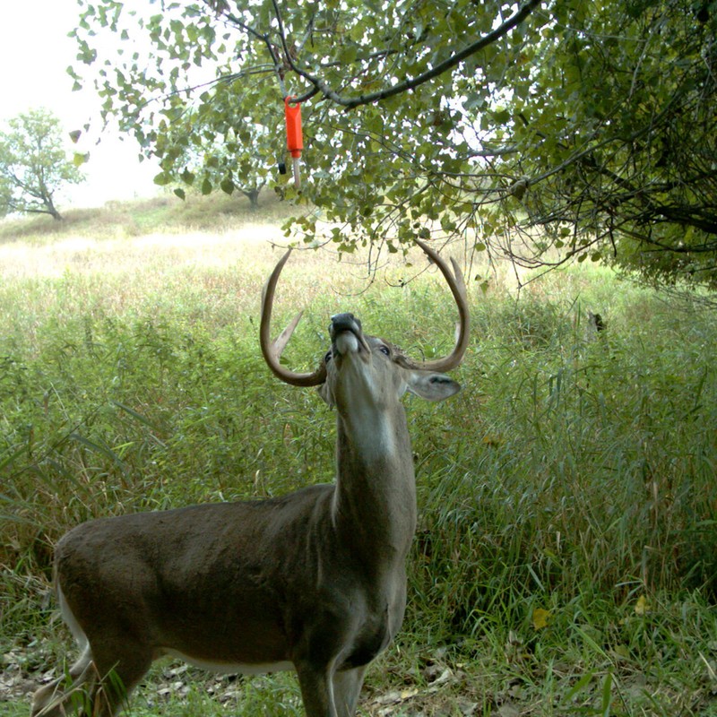 Wildlife Research 363 Quik-Wiks Scent Dispenser, 3 Pack,Orange