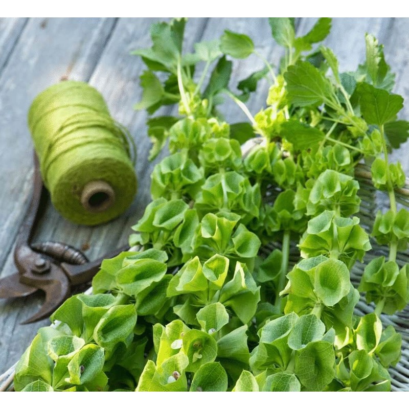 22Day Seeds: Seeds Bells of Ireland/Moluccella/Shellflower/Annual Flowers