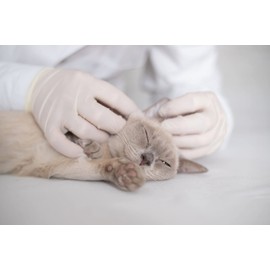 Cranberry Silkcare Latex Exam Gloves, Case of 100, X-Small, Lanolin & Vitamin E, 4.5 Mil