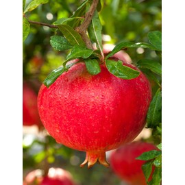 Russian 26 Pomegranate Tree, Fruit Bearing, Hardy, 1 gal Nursery Pot, 12-18 in Tree Height (Due to Agricultural Laws, we Cannot Ship to CA, AZ, AK, or HI), 2 Pomegranates