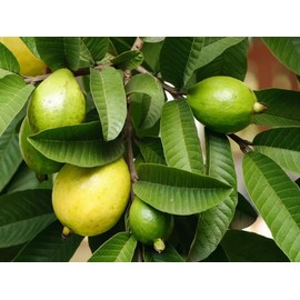 Sweet N Wellness Organic Sun - Dried Guava Leaf (100+/50gram) - feuilles de goyave- Ayurveda Amrood ka patta – 100% Natural & Premium Quality | Herbal Tea, Cooking, Baking & Skincare | Rich in Antioxidants, Caffeine-Free, Non-GMO, Hand-Picked, No Additiv