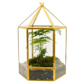 ELEGANTLIFE Glass Geometric Plant Terrarium,Succulent & Air Planter for Home Garden Office Decoration,No Plants(Gold Hexagonal)